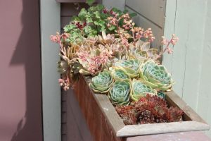Stone Rose Home (Young): περιγραφή, είδη, χαρακτηριστικά φύτευσης, αναπαραγωγή, καλλιέργεια και χρήση στο σχεδιασμό τοπίου