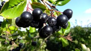 Chokeberry (aronia): medicinska egenskaper och kontraindikationer för män och kvinnor, skörd för vintern + recept