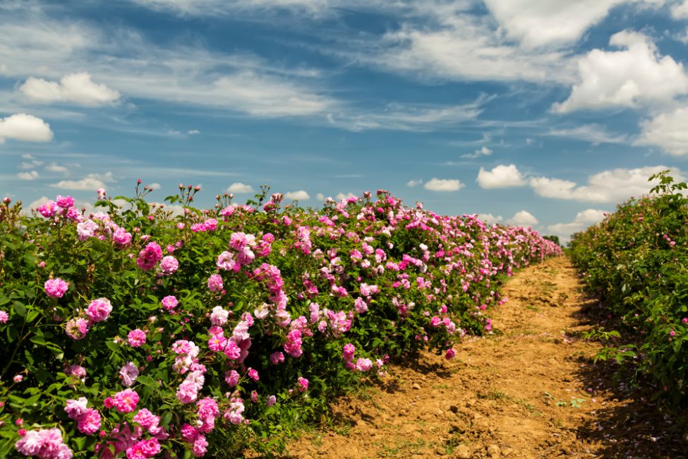 foto de roses del parc amb noms