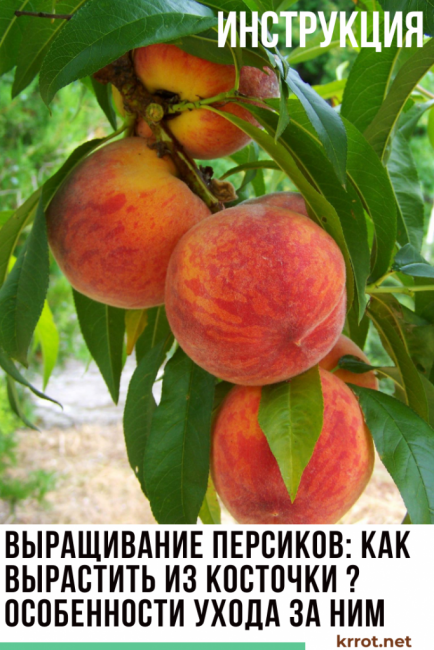persikan viljely