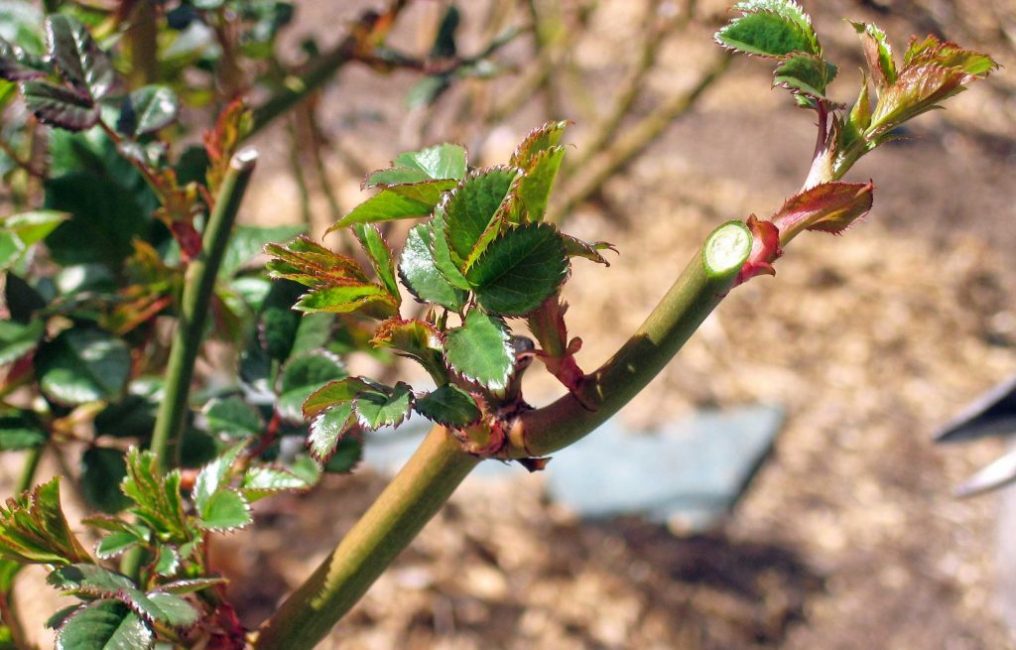 foto de roses del parc amb noms