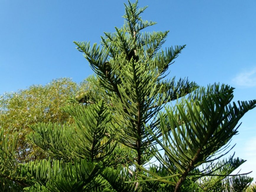 vzhled stromu