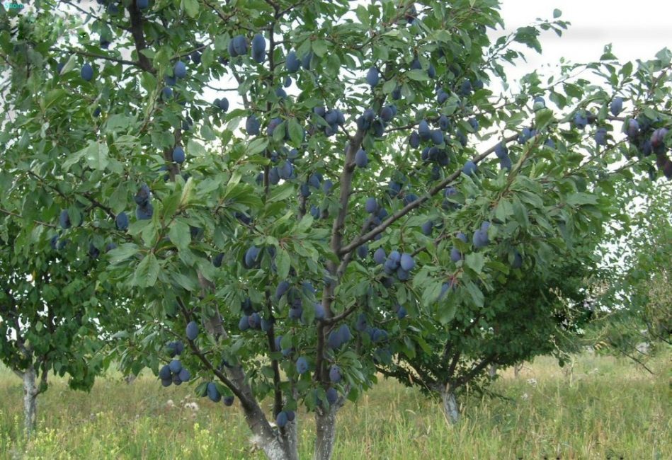 Ciruela