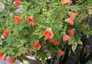 (50+ Φωτογραφίες και βίντεο) + Κριτικές