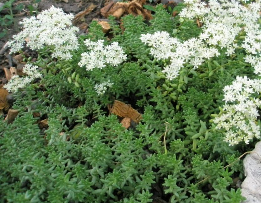 Taşkıran beyaz