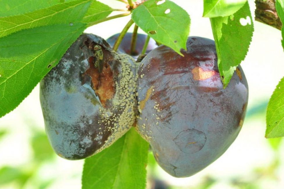 La pudrición de la fruta es la enfermedad más común de la ciruela causada por hongos ascomicetos de la familia Monilia.