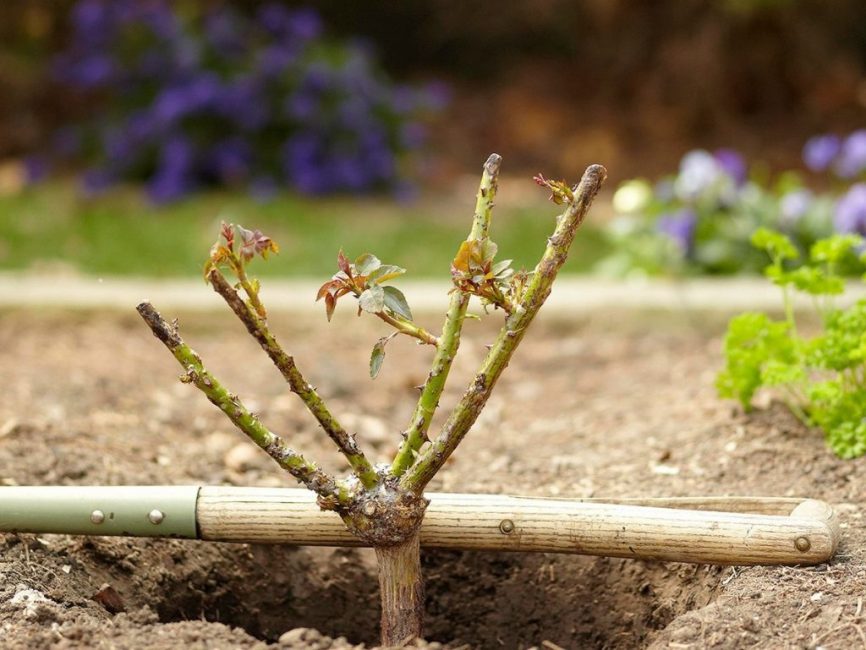 Výsadbová jáma se vykopává podle velikosti kořenového systému, ale ne méně než 50 cm hluboko