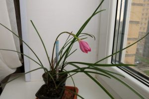(60+ Φωτογραφίες και βίντεο) + Κριτικές