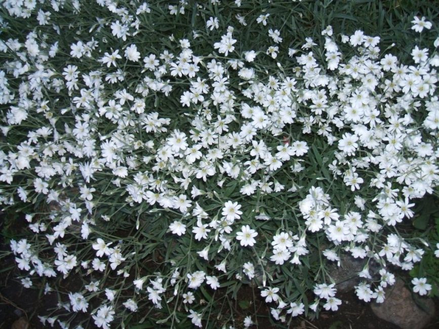 karanfil çiçekleri
