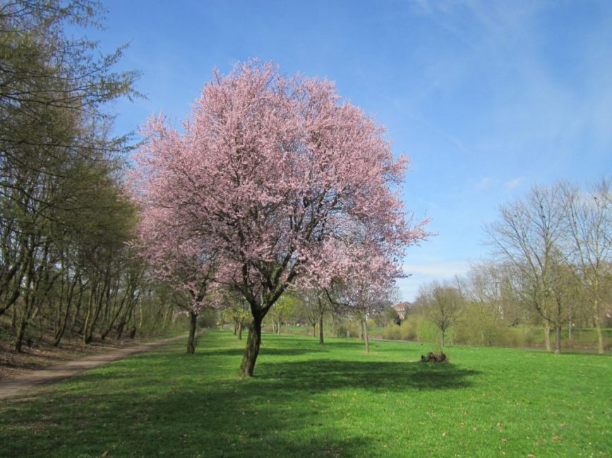 Ciruela adulta en forma de árbol en el período de floración.