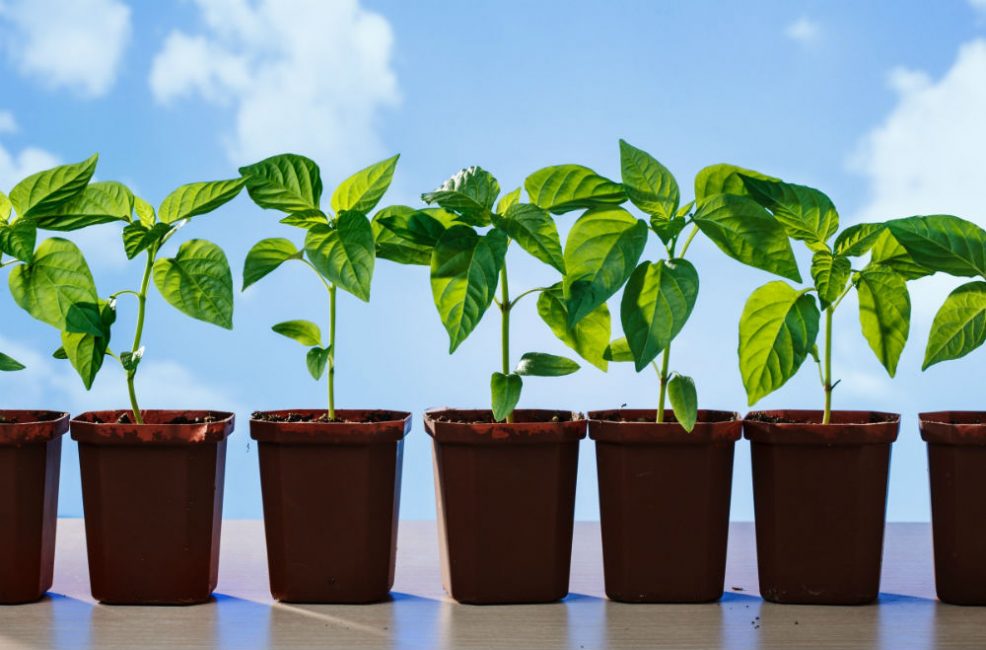 Planta de semillero