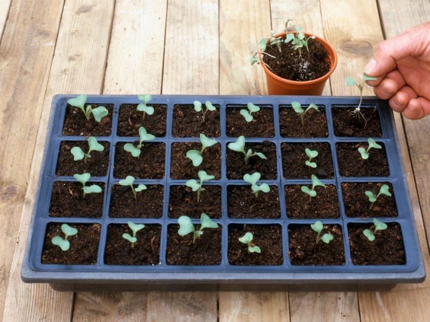 Se necesita tiempo para que una planta se desarrolle completamente.