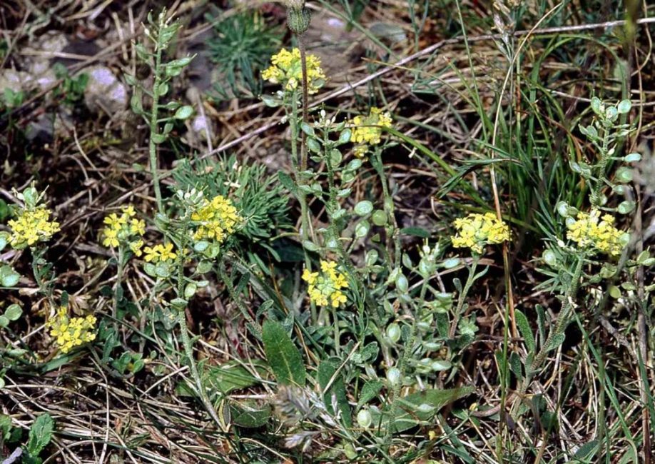 Alyssum
