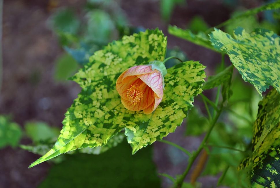 Abutilon ριγέ