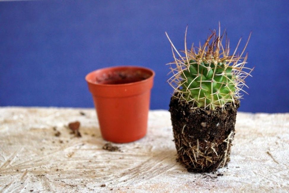 Gymnocalycium ilseae cactus después del trasplante