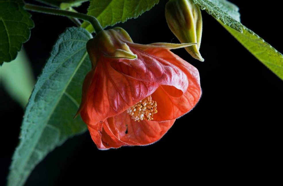 Υβρίδιο Abutilon