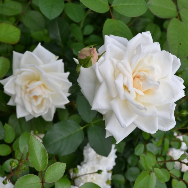 Ilse Crown Superior