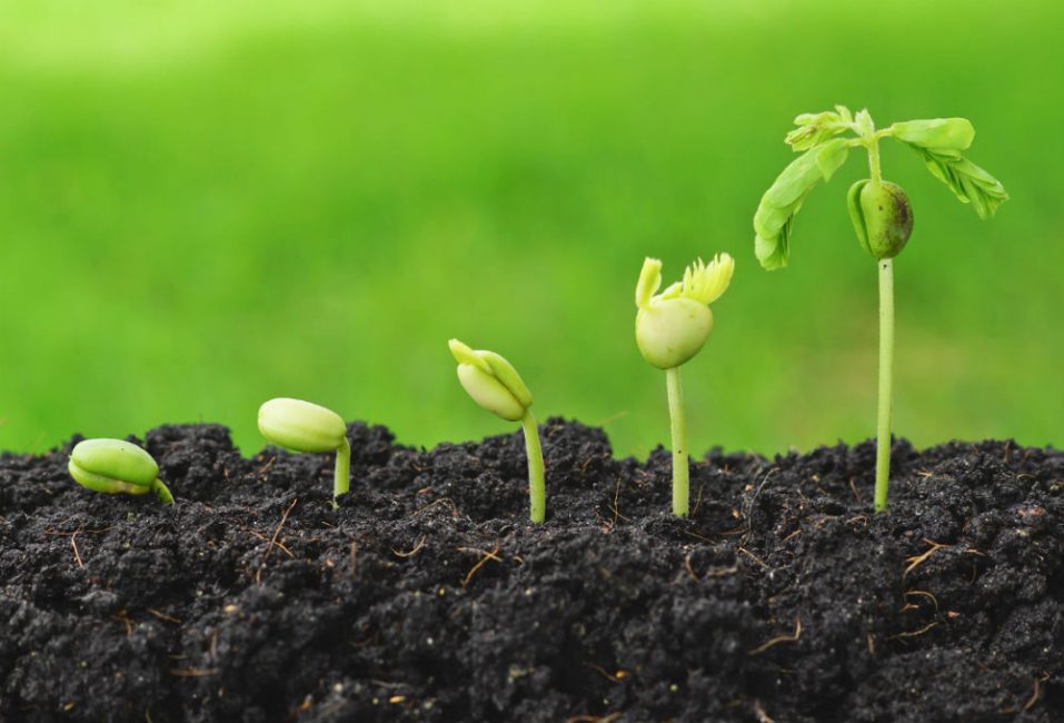 Germinación