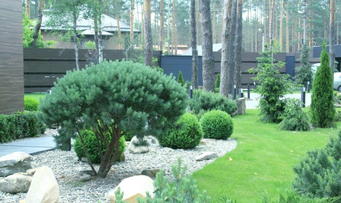 efedra