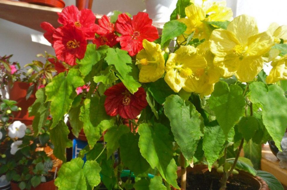 Φωτισμός Abutilon