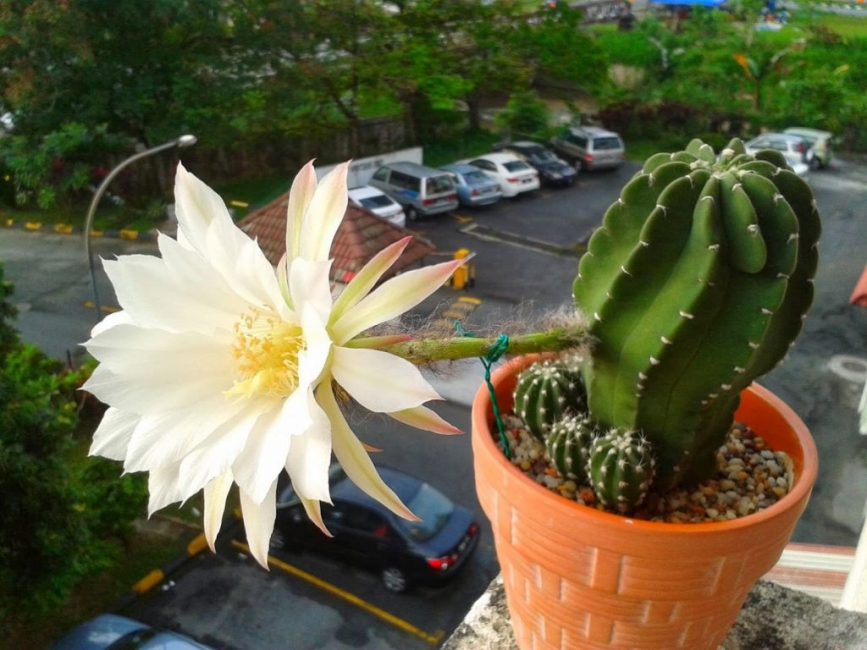 Echinopsis on yleisin kotimaassa kasvatettujen aavikkokaktuksen suku.