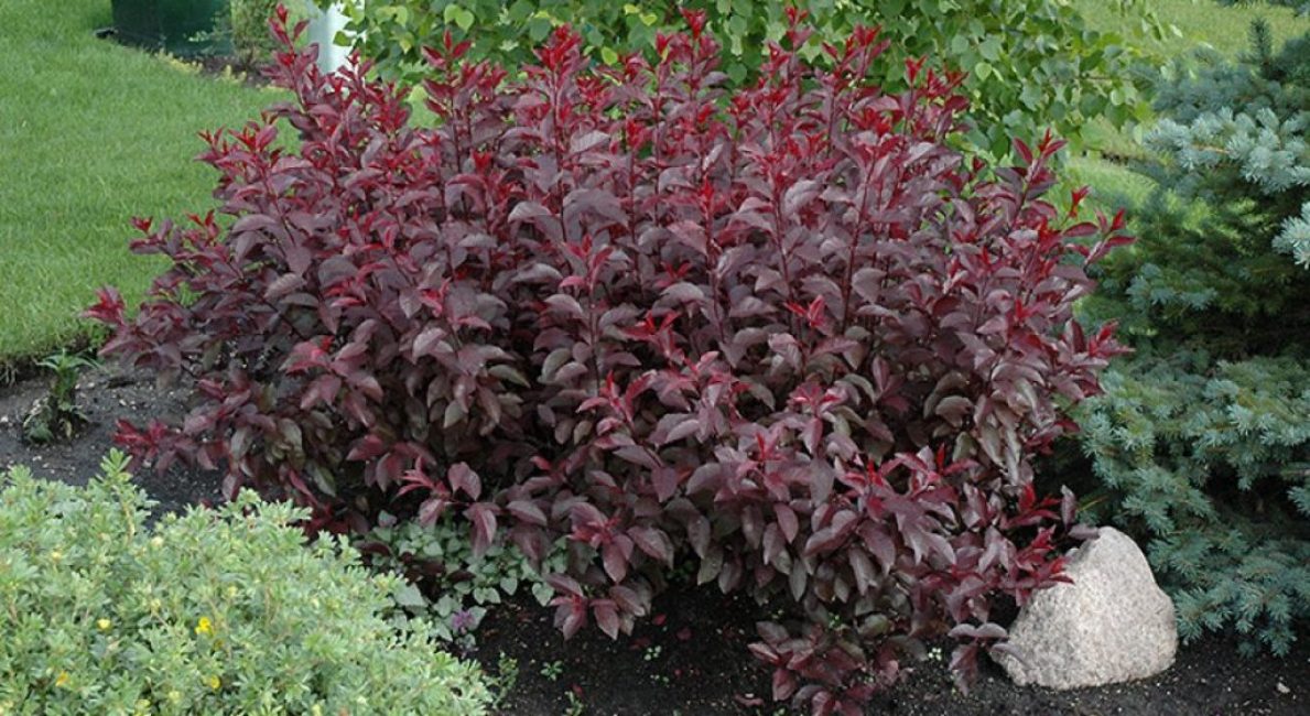 Bush variedad de ciruela durante la temporada de crecimiento