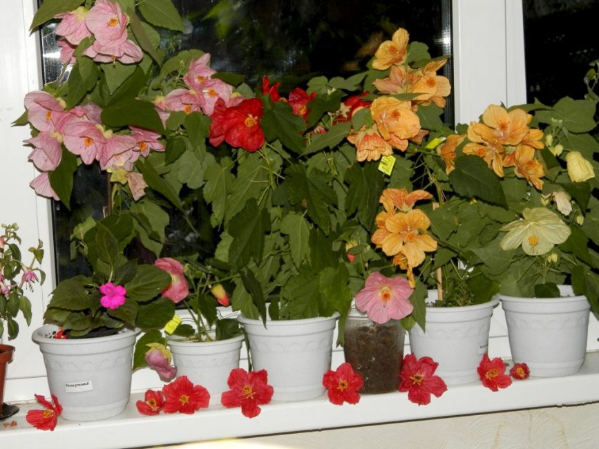 Abutilon στο περβάζι