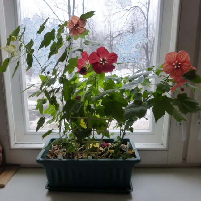 Abutilon το χειμώνα