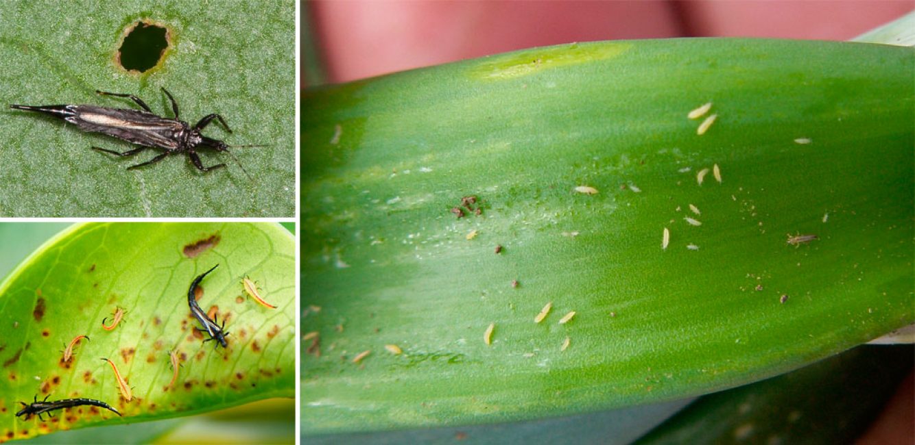 Thrips saastuttama lehtiä