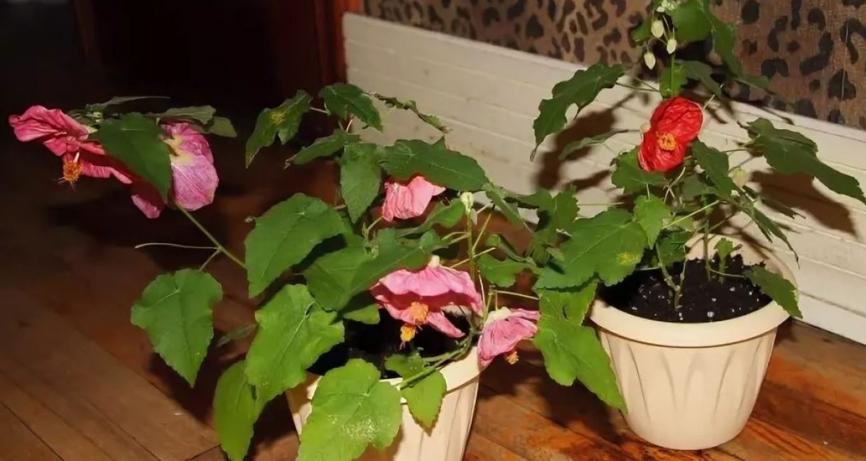 Abutilon