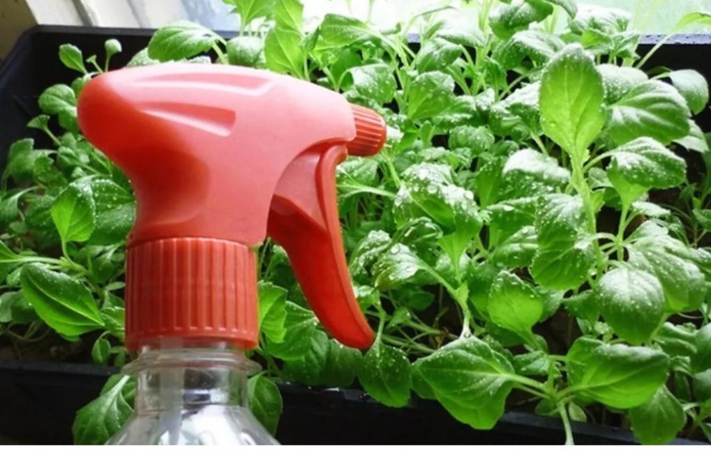 Para regar es mejor usar una botella de spray.