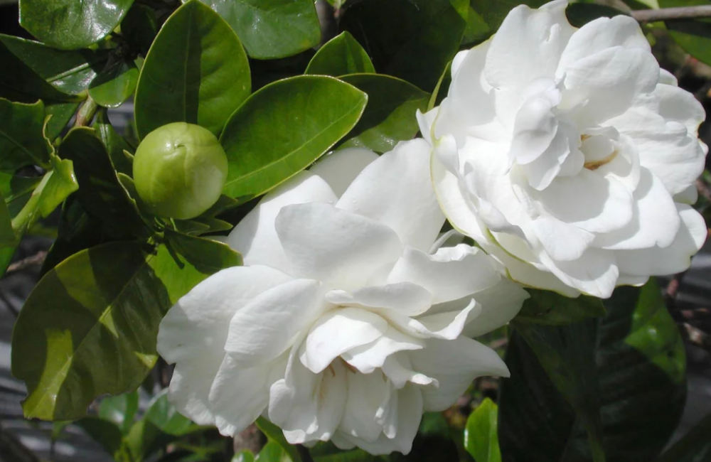 Gardenia jasminoides