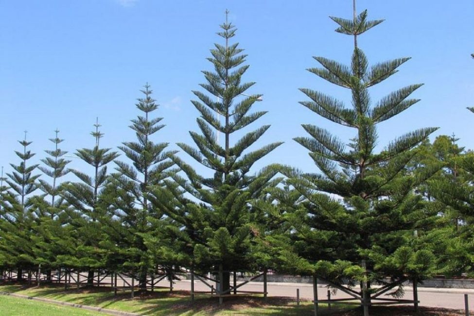 Araucaria heterophylla