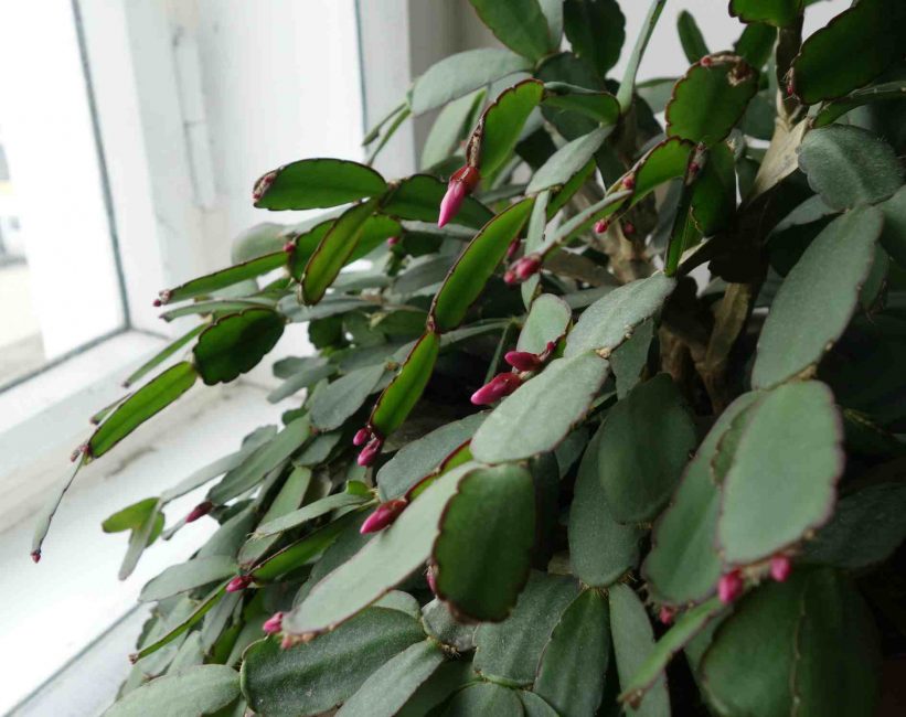 Zygocactus (Decembrist) - suosittu metsäkaktus