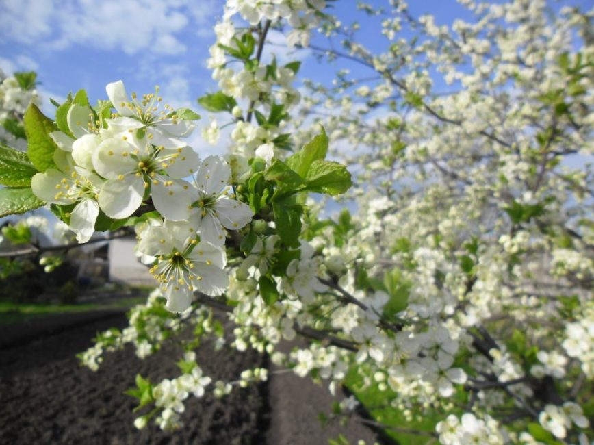 Los capullos de ciruela generativos producen hasta 3 flores; son de color blanco, de hasta 2 cm de diámetro