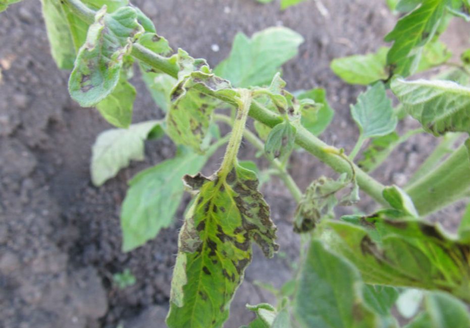 Phytophthora