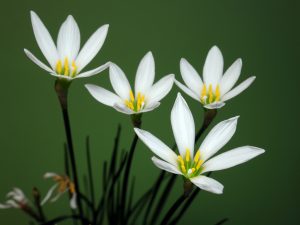(60+ Φωτογραφίες και βίντεο) + Κριτικές