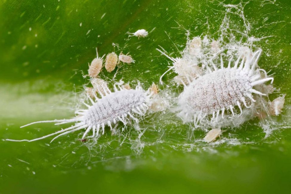 Mealybug