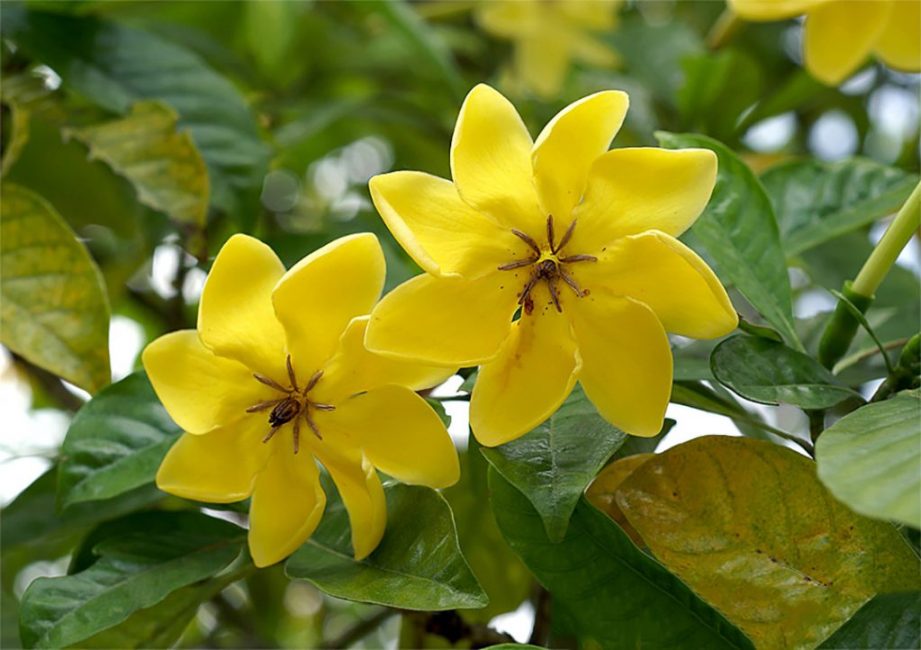 Gardenia tubifera