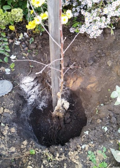 Se instala una plántula paralela a la clavija a una distancia de 10-15 cm, extendiendo su sistema de raíces uniformemente sobre el área del fondo del hoyo y atándolo a la parte superior de la clavija