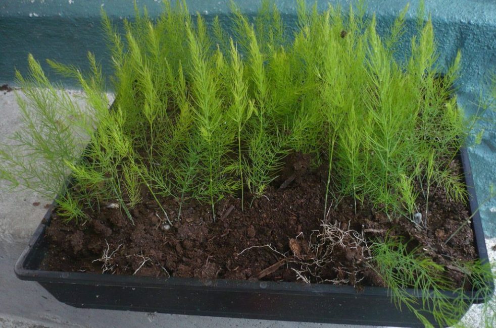 Parsan kasvatus