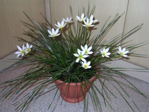 (60+ Φωτογραφίες και βίντεο) + Κριτικές