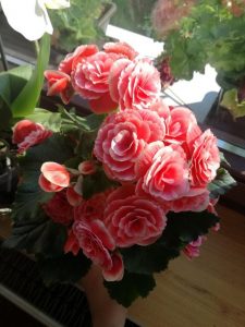 (45+ снимки и видеоклипове) + отзиви