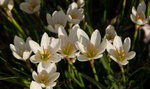 (60+ Φωτογραφίες και βίντεο) + Κριτικές