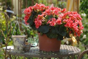 Begonia elatior: φροντίδα, συνθήκες για καλλιέργεια και αναπαραγωγή στο σπίτι
