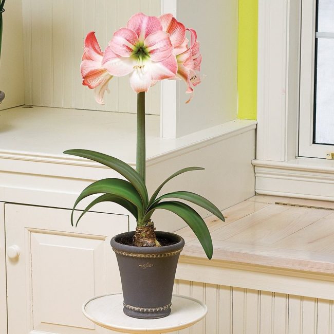 Amaryllis