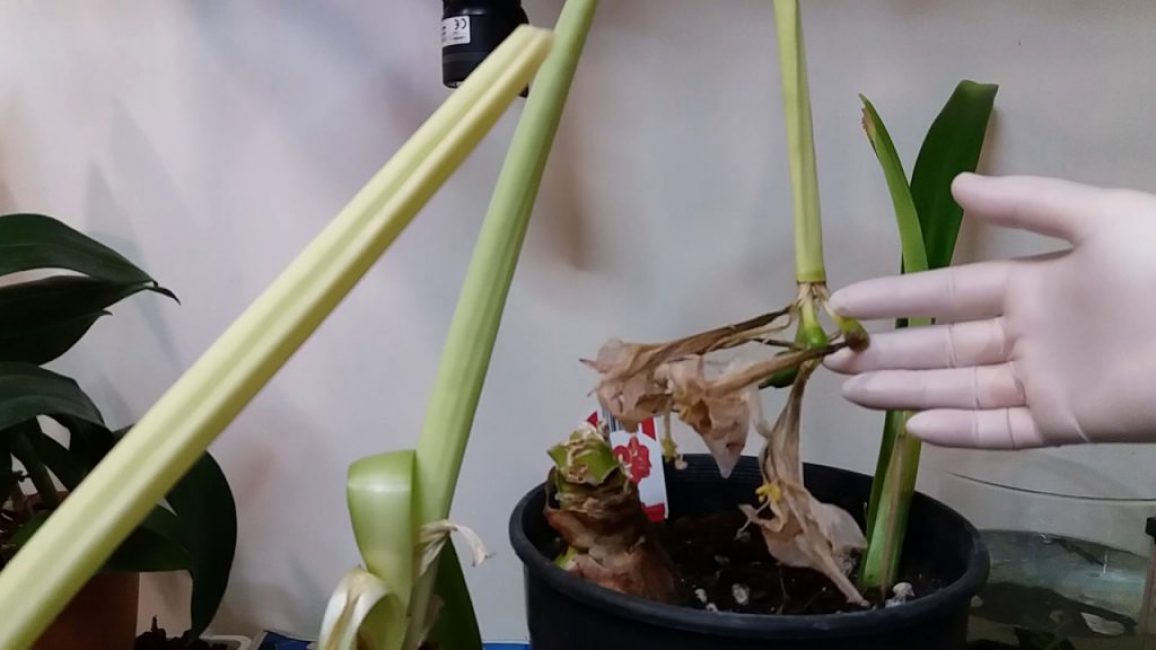 Amaryllis kukinnan jälkeen