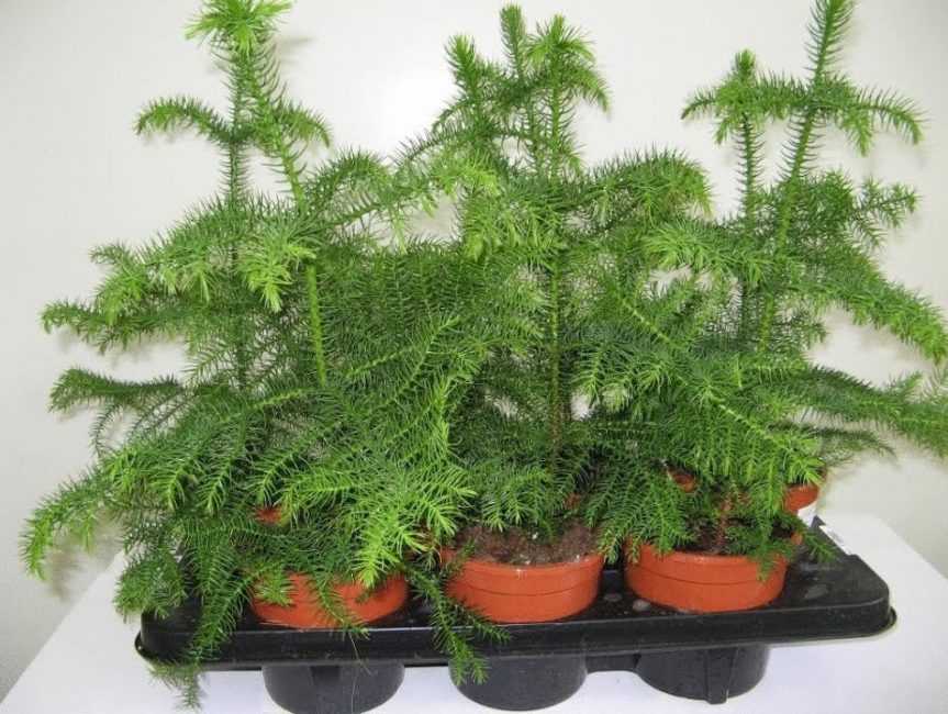 Araucaria