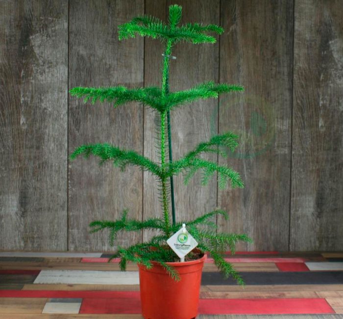 Araucaria (pokojový smrk)
