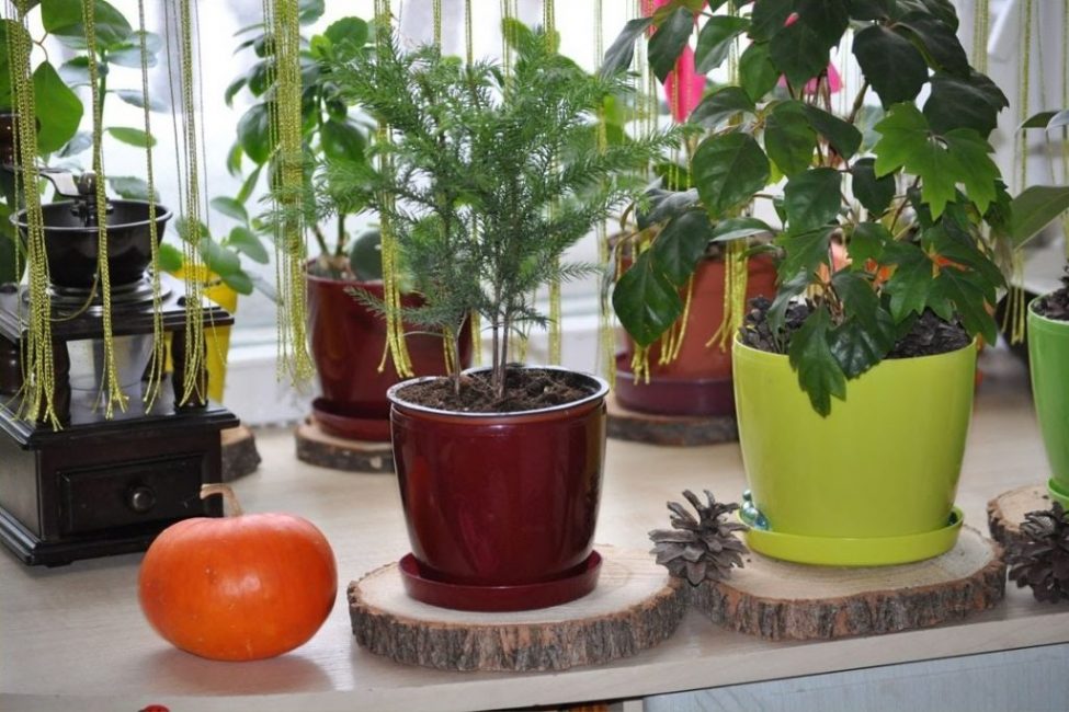 Vnitřní vánoční strom Araucaria